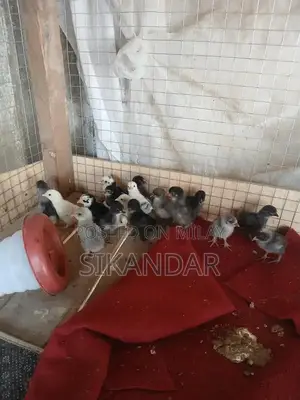 Bantam and Japanese Chicks - Blue, Silver, and Black Varieties