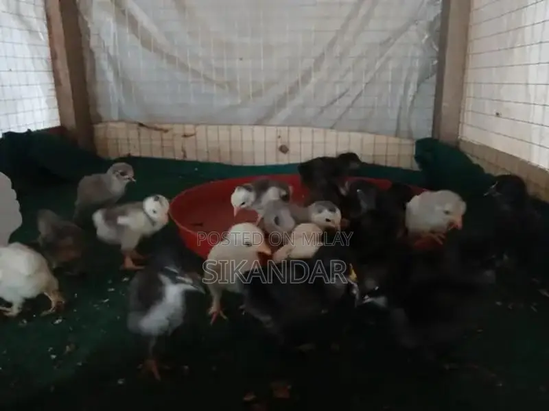 Bantam and Japanese Chicks - Blue, Silver, and Black Varieties