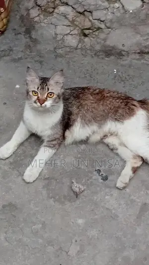 Photo - Pure Breed Female Persian Cat - Adult, Mature for Adoption