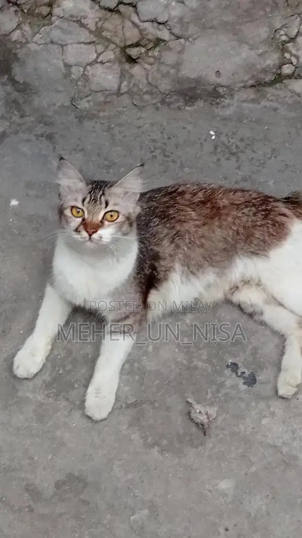 Pure Breed Female Persian Cat - Adult, Mature for Adoption