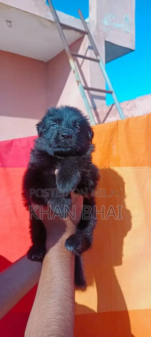 Black Long Coat German Shepherd Male Puppy