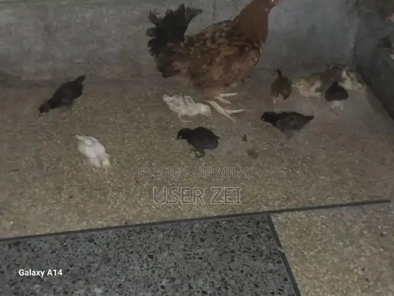 Healthy Chicks for Active Poultry Farming