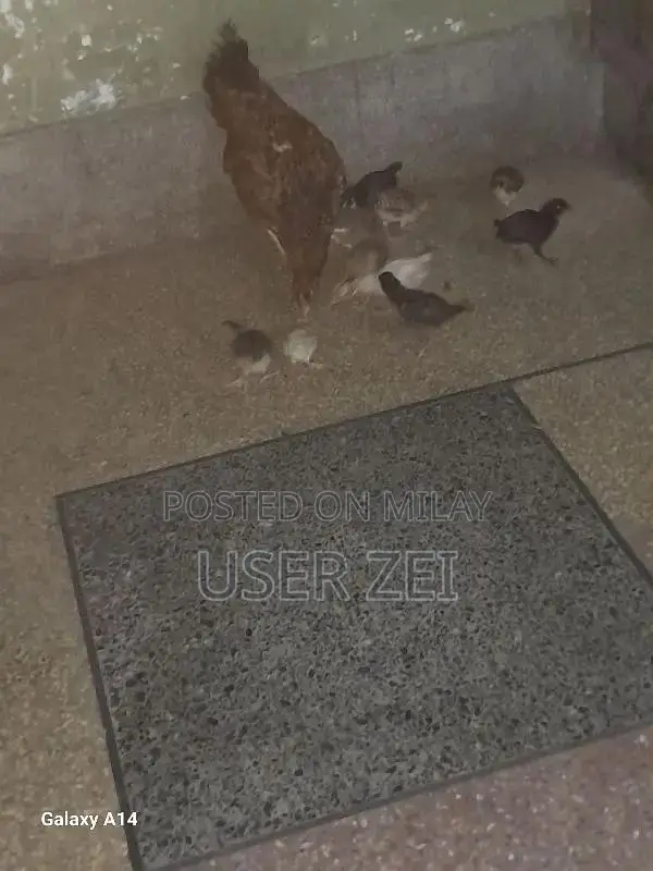 Healthy Chicks for Active Poultry Farming