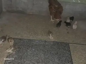 Healthy Chicks for Active Poultry Farming