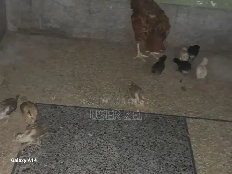 Healthy Chicks for Active Poultry Farming