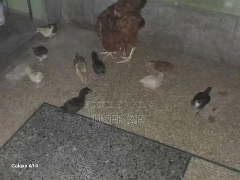 Healthy Chicks for Active Poultry Farming