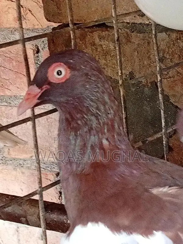 Active and Hardy Pest Control Animal Removal Service