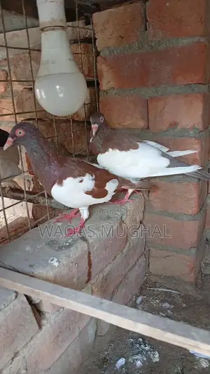 Active and Hardy Pest Control Animal Removal Service