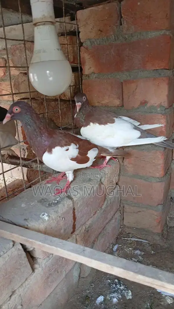 Active and Hardy Pest Control Animal Removal Service