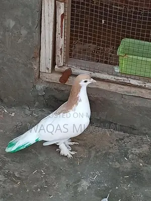 Active and Hardy Pest Control Animal Removal Service