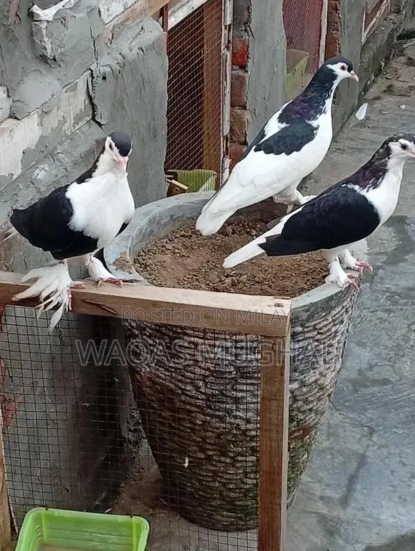 Active and Hardy Pest Control Animal Removal Service