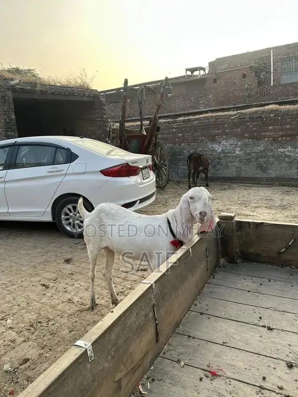 Desi Goat for Sale - Healthy Farm Raised Bakri