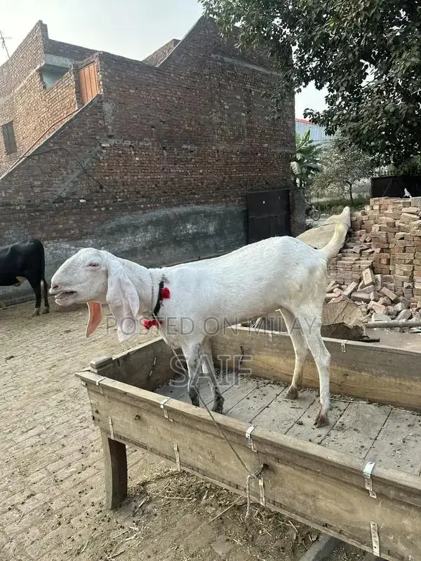 Desi Goat for Sale - Healthy Farm Raised Bakri
