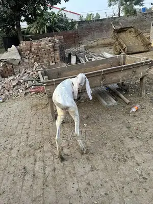 Desi Goat for Sale - Healthy Farm Raised Bakri