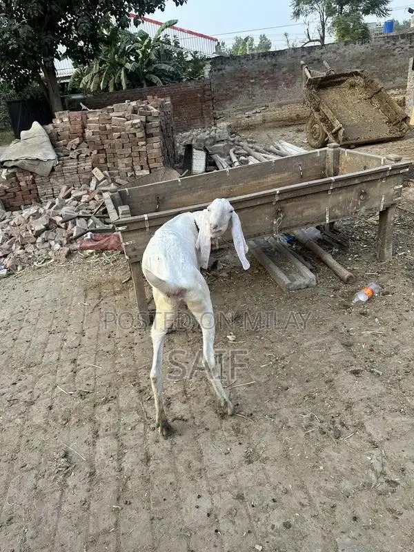 Desi Goat for Sale - Healthy Farm Raised Bakri
