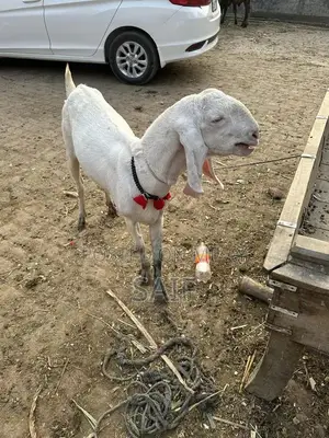 Desi Goat for Sale - Healthy Farm Raised Bakri