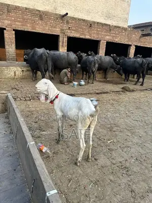 Desi Goat for Sale - Healthy Farm Raised Bakri