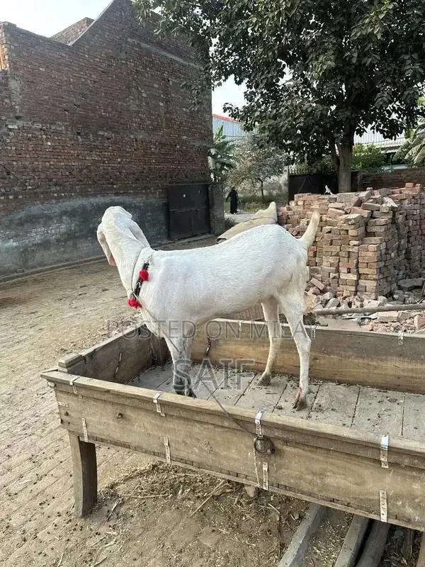 Desi Goat for Sale - Healthy Farm Raised Bakri