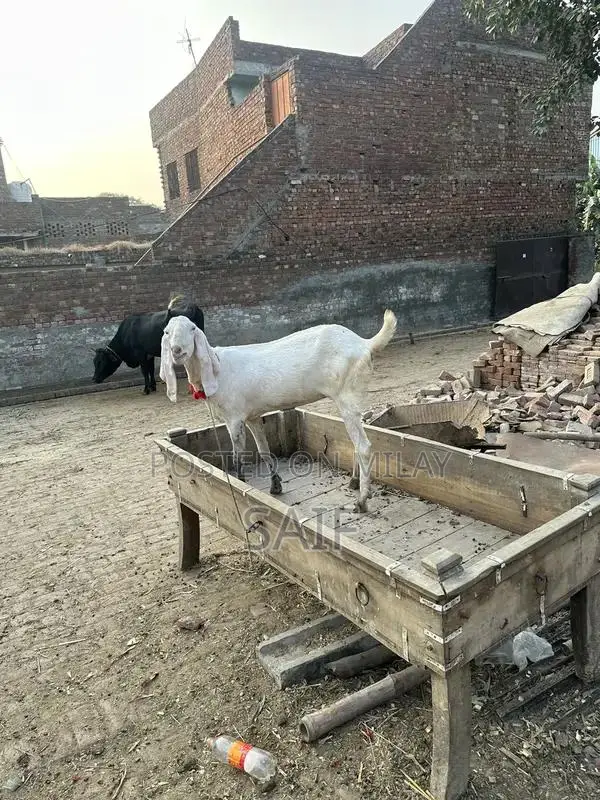Desi Goat for Sale - Healthy Farm Raised Bakri