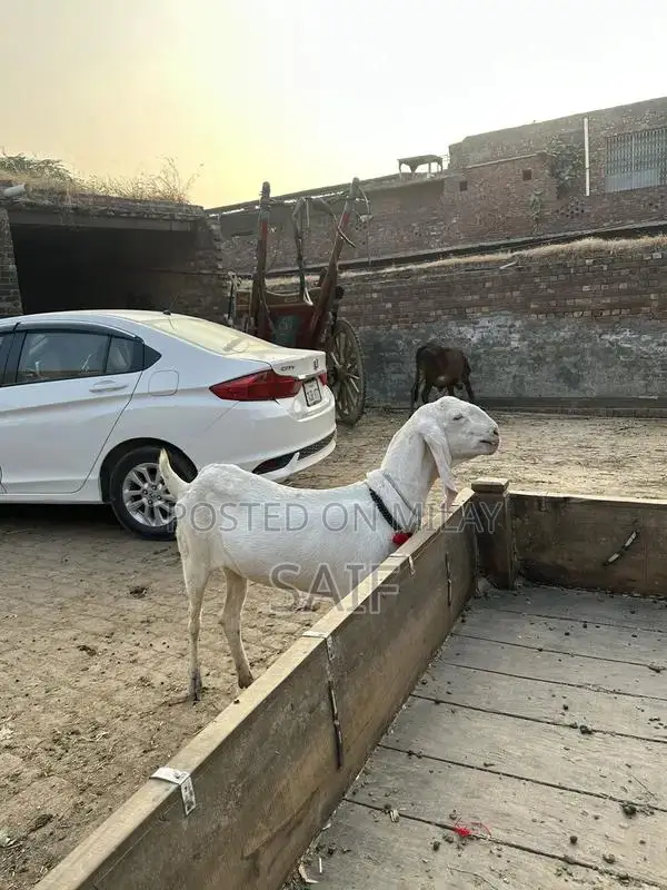 Desi Goat for Sale - Healthy Farm Raised Bakri