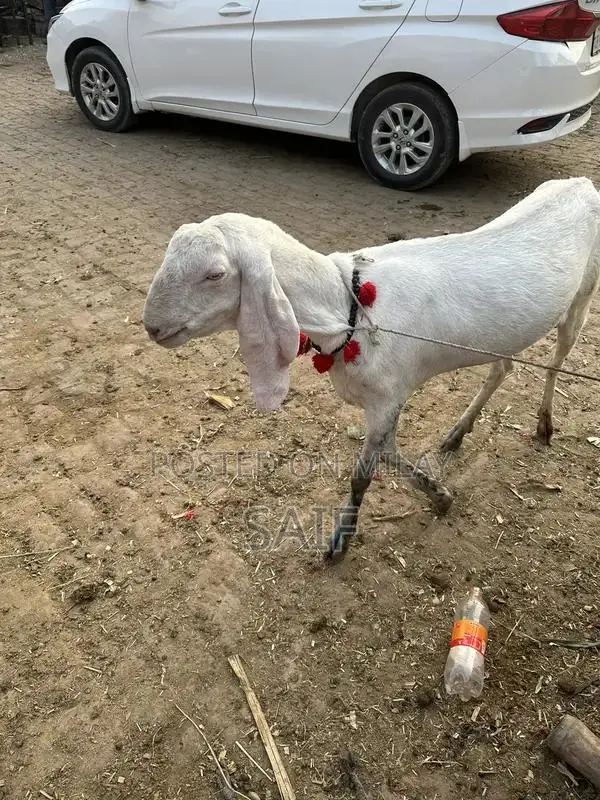 Desi Goat for Sale - Healthy Farm Raised Bakri