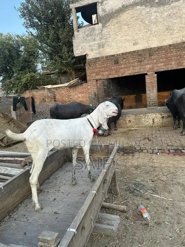 Desi Goat for Sale - Healthy Farm Raised Bakri