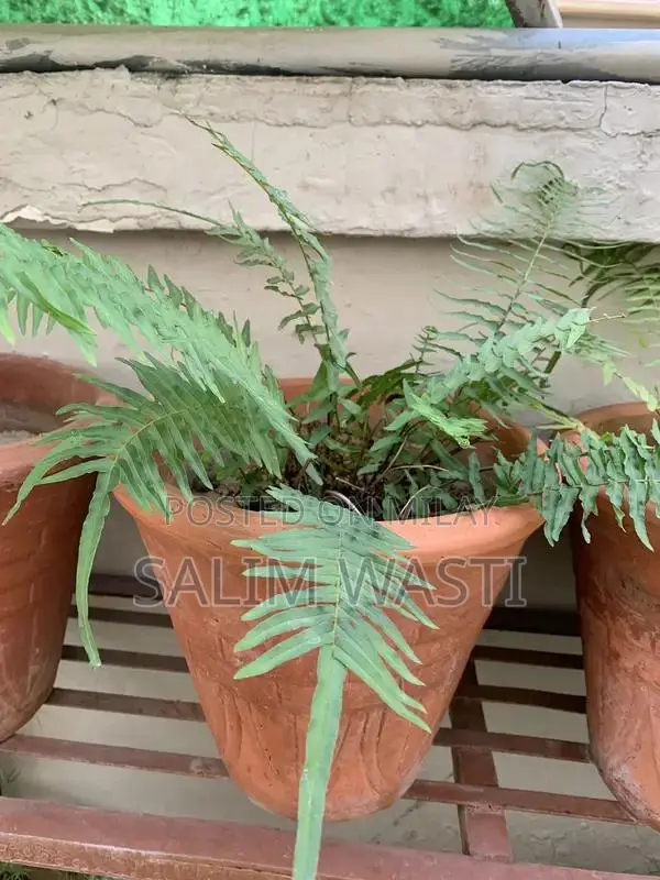 Versatile Green Plant for Indoor and Outdoor Garden Decor