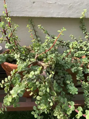 Versatile Green Plant for Indoor and Outdoor Garden Decor