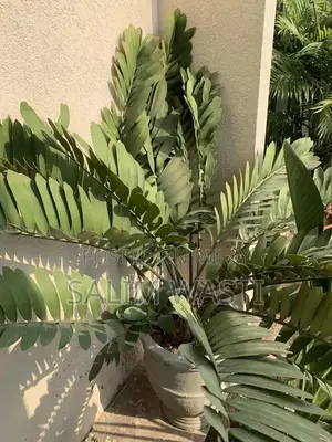 Versatile Green Plant for Indoor and Outdoor Garden Decor