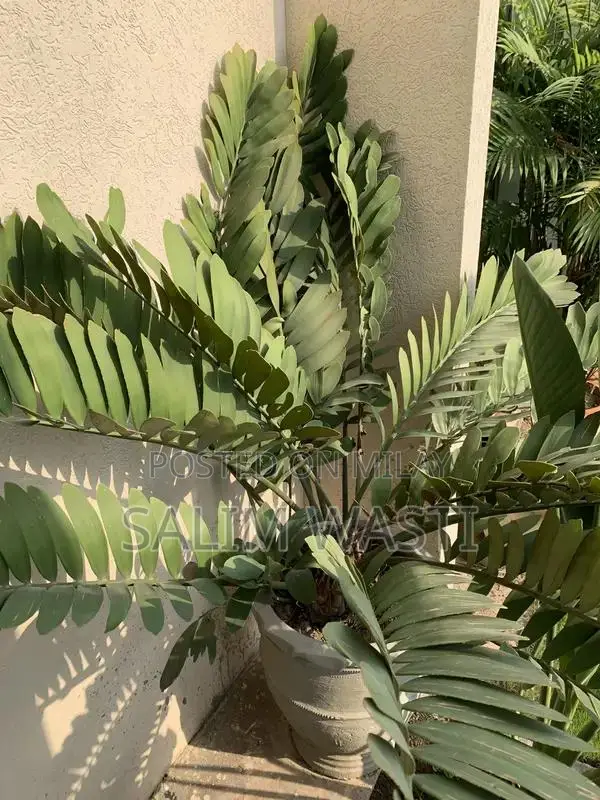 Versatile Green Plant for Indoor and Outdoor Garden Decor