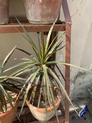 Versatile Green Plant for Indoor and Outdoor Garden Decor