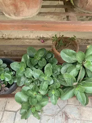 Versatile Green Plant for Indoor and Outdoor Garden Decor