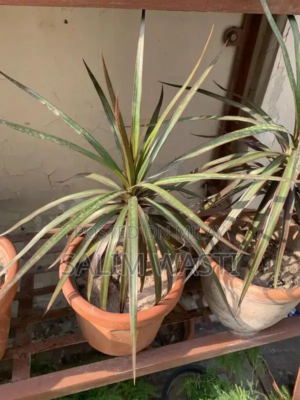 Versatile Green Plant for Indoor and Outdoor Garden Decor