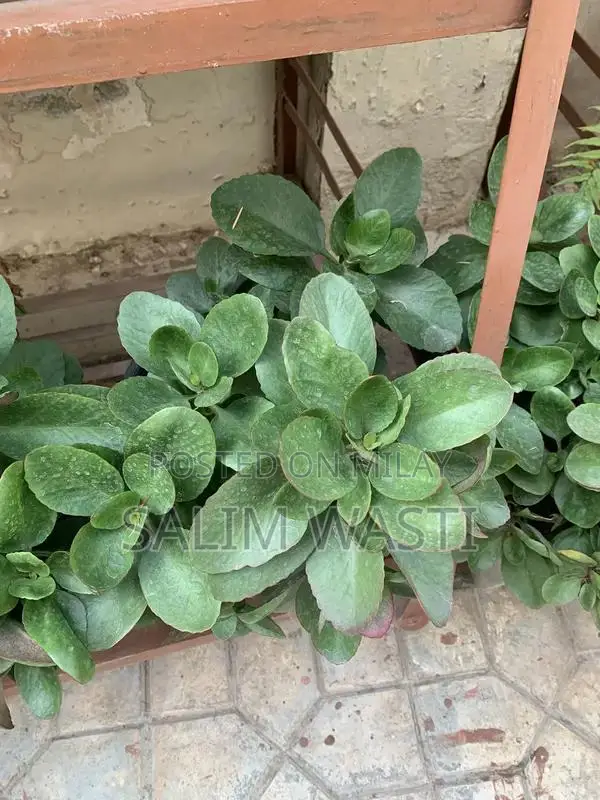 Versatile Green Plant for Indoor and Outdoor Garden Decor