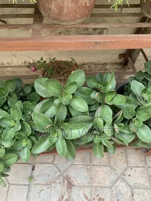 Versatile Green Plant for Indoor and Outdoor Garden Decor