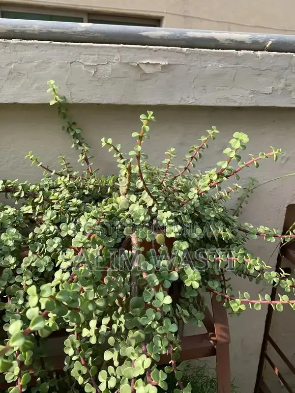 Versatile Green Plant for Indoor and Outdoor Garden Decor