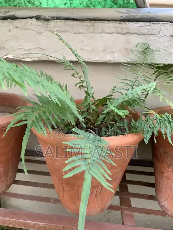 Versatile Green Plant for Indoor and Outdoor Garden Decor