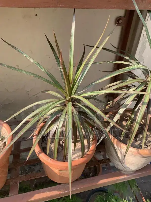 Versatile Green Plant for Indoor and Outdoor Garden Decor