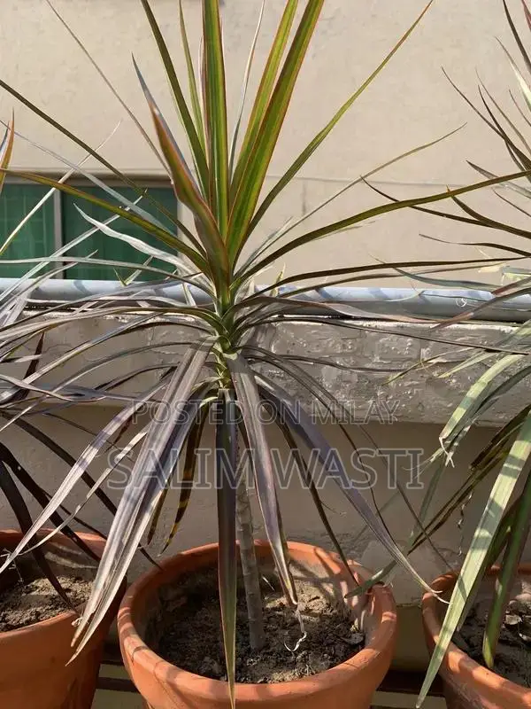 Versatile Green Plant for Indoor and Outdoor Garden Decor