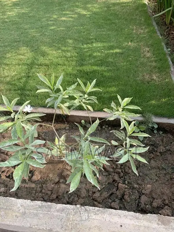 Versatile Green Plant for Indoor and Outdoor Garden Decor