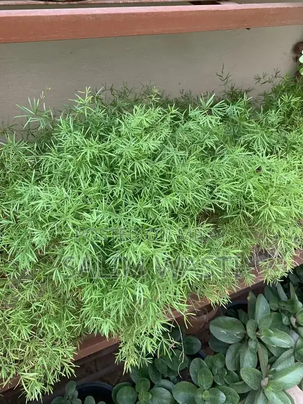 Versatile Green Plant for Indoor and Outdoor Garden Decor