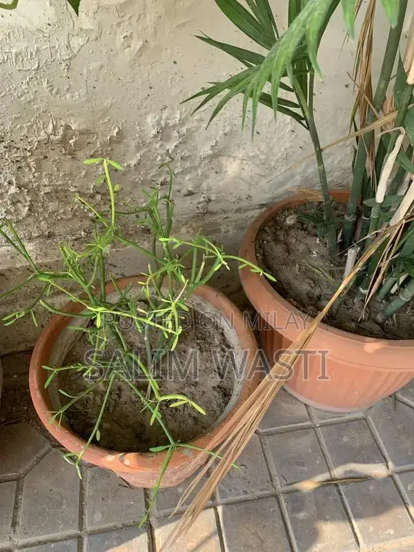 Versatile Green Plant for Indoor and Outdoor Garden Decor