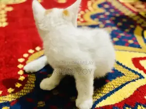 Photo - Adorable 2-Month-Old Cats Seeking New Home