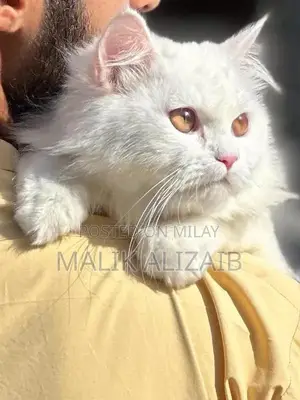 Photo - Purebred White Persian Female Cat - Elegant Companion