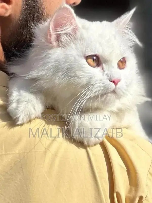 Purebred White Persian Female Cat - Elegant Companion