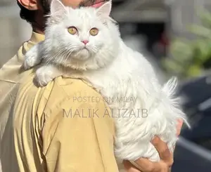 Purebred White Persian Female Cat - Elegant Companion