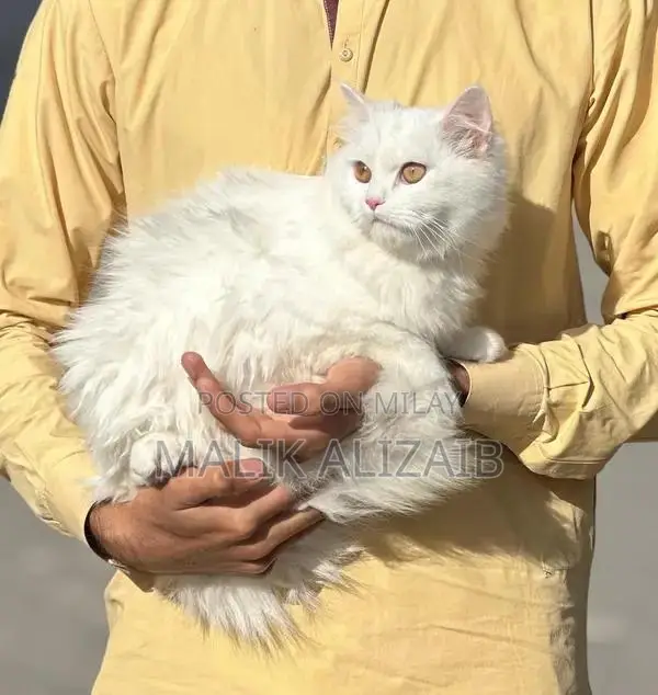 Purebred White Persian Female Cat - Elegant Companion