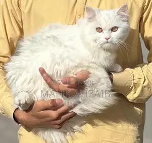 Purebred White Persian Female Cat - Elegant Companion