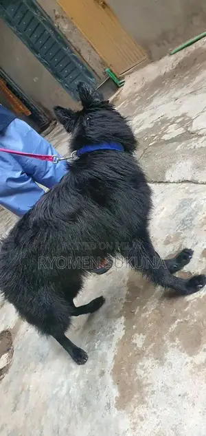 Photo - Belgian Shepherd Female Puppy - Purebred 7-Month-Old Black Female