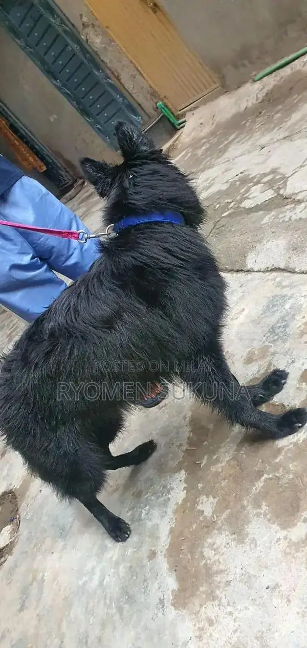 Belgian Shepherd Female Puppy - Purebred 7-Month-Old Black Female